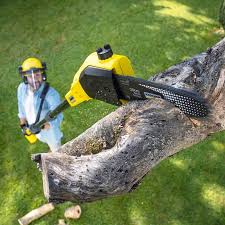 Best Tree Maintenance Programs  in Gooding, ID