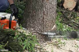 Best Lawn Pest Prevention  in Gooding, ID